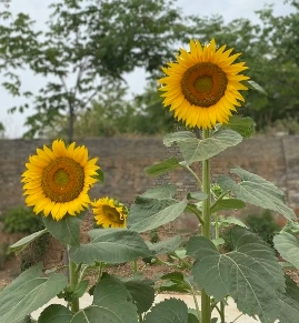 1728367352870877.png 10.png