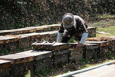 多甜蜜集團(tuán)為您揭開蜂藥的神秘面紗